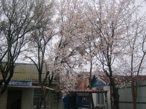 IMG_3395.JPG
